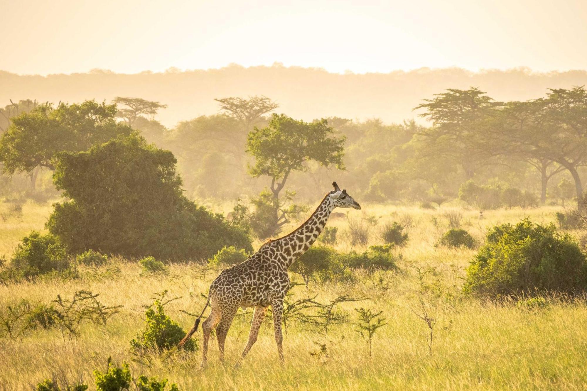 Simply Saadani Camp, A Tent With A View Safaris Mkwaja エクステリア 写真
