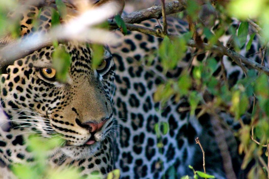 Simply Saadani Camp, A Tent With A View Safaris Mkwaja エクステリア 写真